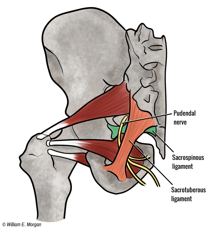 Sacrotuberous ligament and the pudendal nerve