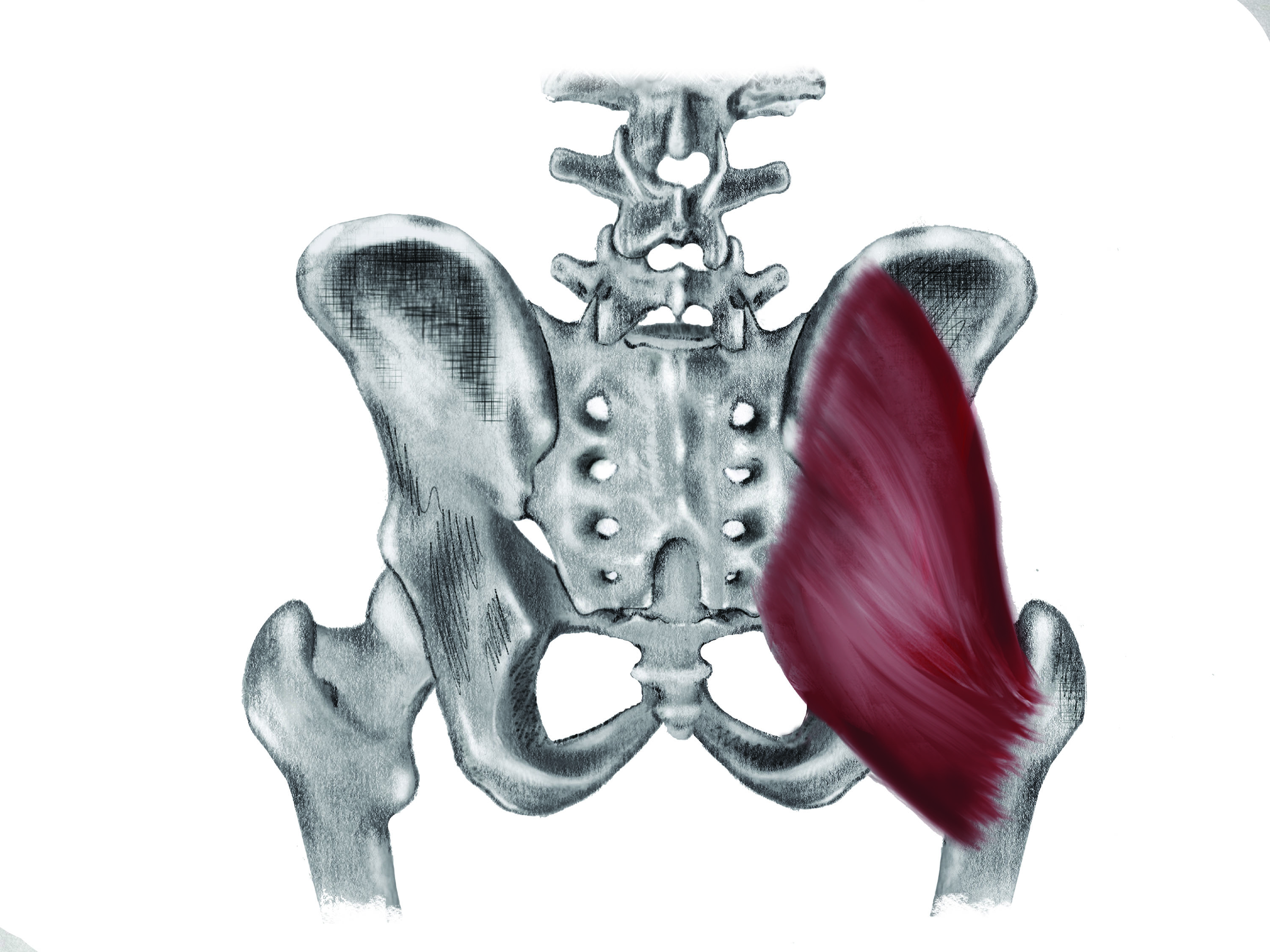Figure 1.  Schematic of the gluteus maximus. The medial to lateral and obliquely superior to inferior orientation of the gluteus maximus results in this muscle extending and externally rotate the hip.