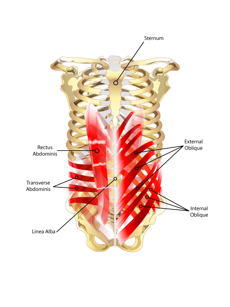 Transversus abdominis